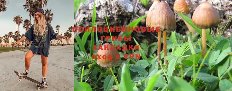 Псилоцибиновые грибы MAGIC MUSHROOMS  Мичуринск 